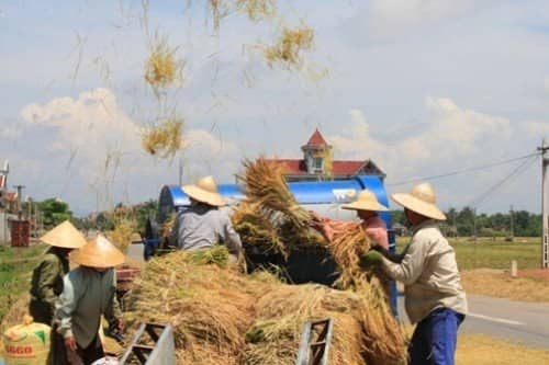 Ngày thu hoạch với máy tuốt Phú Long