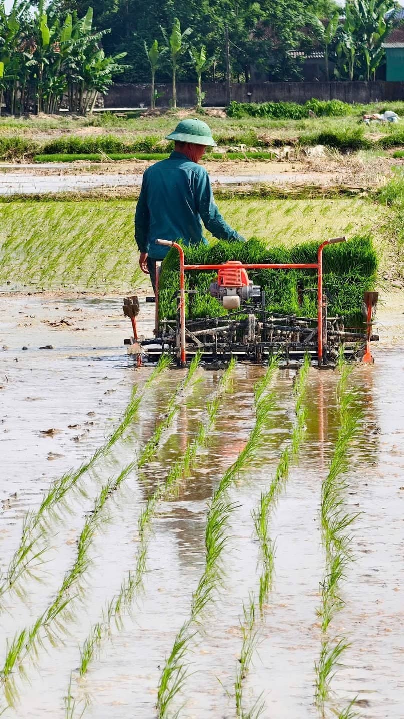 Transplanting with a Phu Long machine